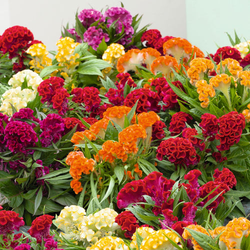 Cockscomb Celosia Seeds