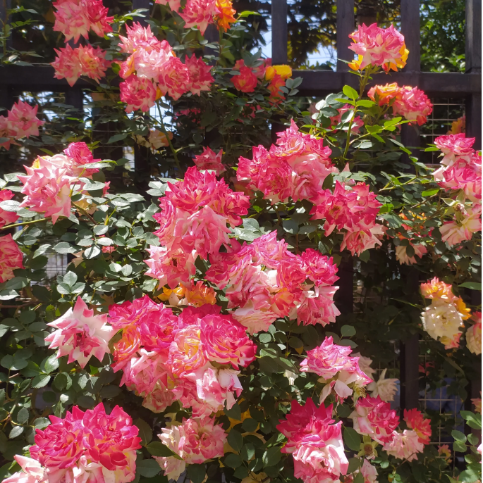 Climbing Rainbow Rose Seeds