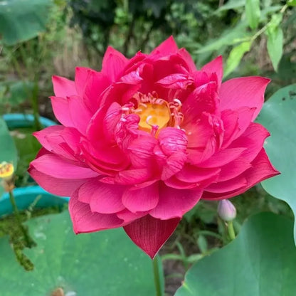 🌸LAST DAY Promotion 50% OFF🌸 Hydroponic Lotus 🌸 | Fresh, Simple & Beautiful(🌱Survival Guaranteed: Free Replacements🌿)