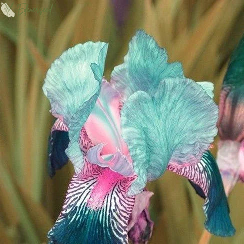 Multi Iris Seeds: Vibrant, Resilient, and Spectacular Blooms