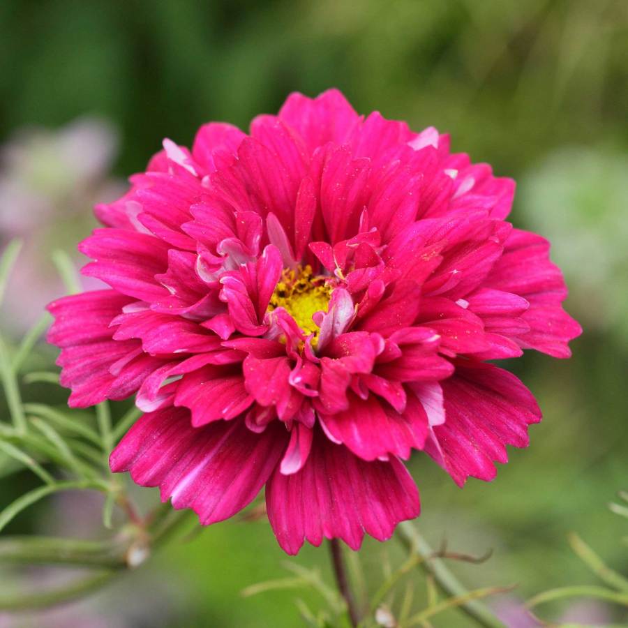 🌸Double Cosmos Seeds-Flower of Happiness