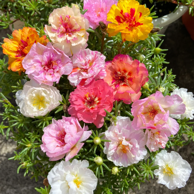 🌹Moss Rose—Immortal Flower