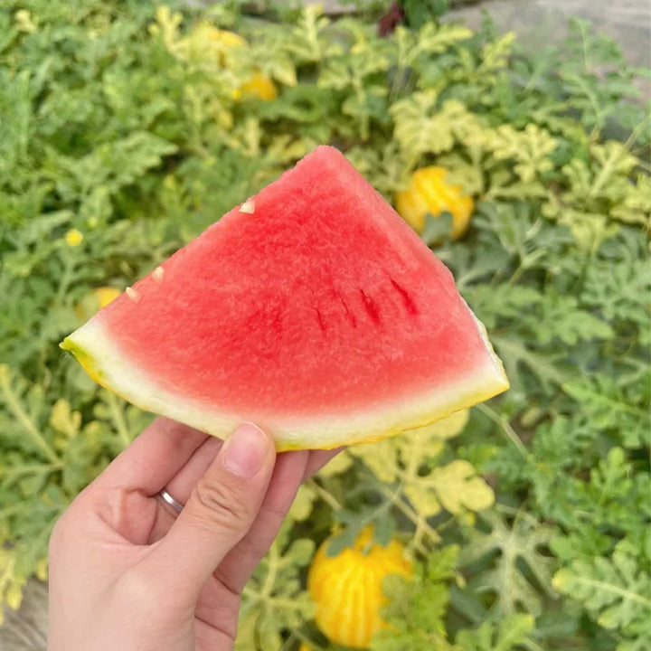 Golden Red Watermelon Seeds