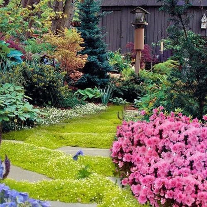 🌳Irish Moss Pearl Grass Seeds for Garden Yard Lawn