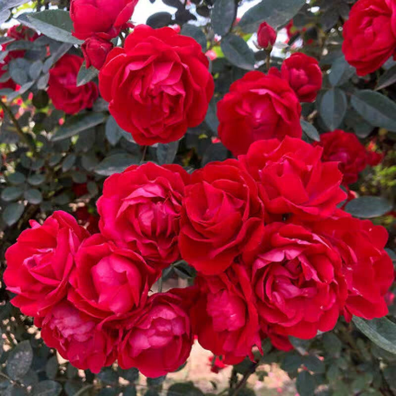 Rosa Banksiae Aiton Seeds