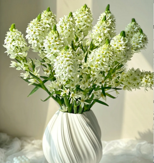 Ornithogalum 'Sonoran White'