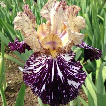 Multi Iris Seeds: Vibrant, Resilient, and Spectacular Blooms