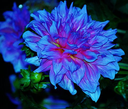 💐Colorful Dahlia Seeds-The Power of Life