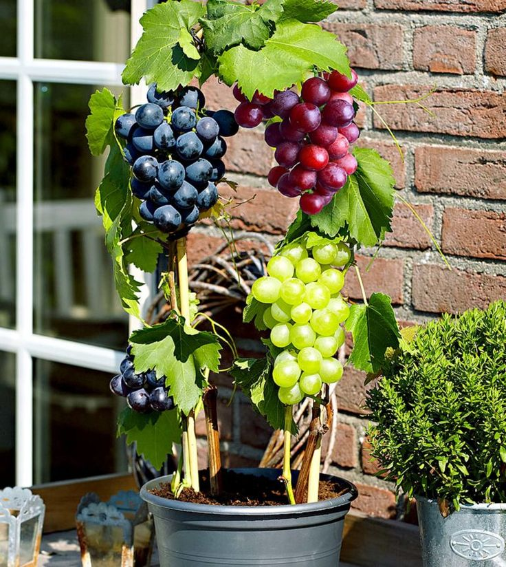 🍇Potted Grape Vine Seeds