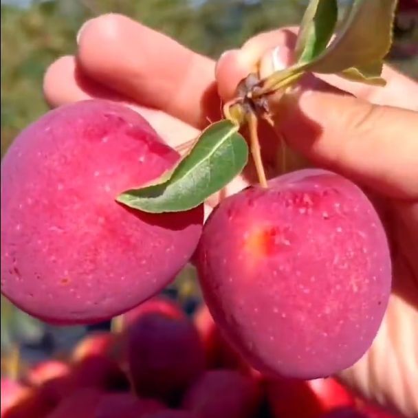 Xantolis Stenosepala Mini Apple Seeds
