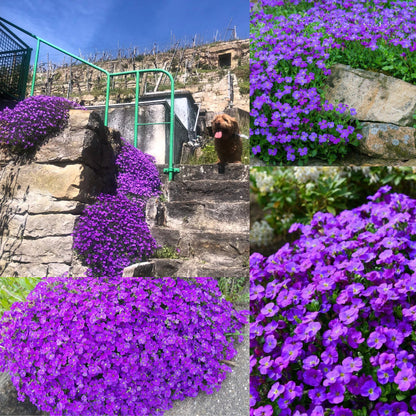 Roundabout Phlox Seeds