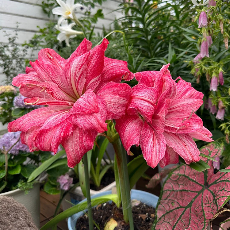 Double-Flowered Amaryllis Bulb🌼