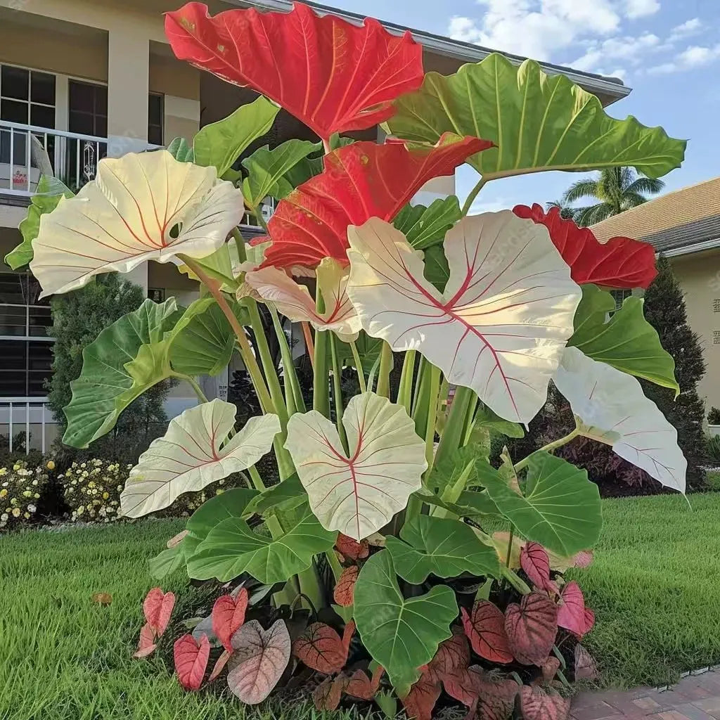 🌿Garden Favorite Hosta Bulbs – Lush Foliage, Shade-Loving Perennial Garden Plants🪴