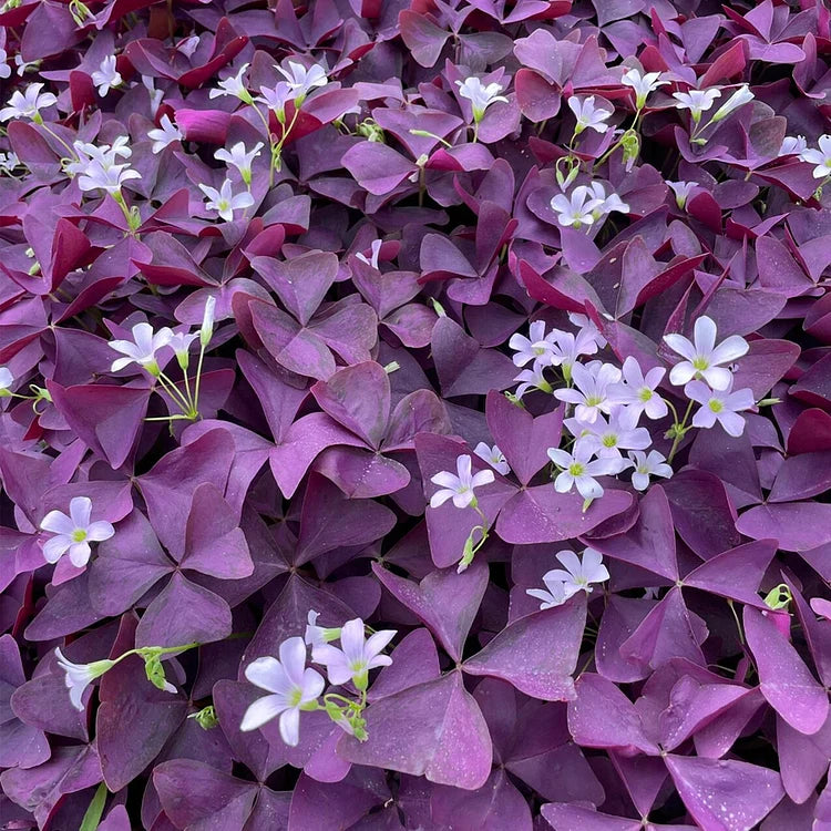 💜Purple Luck Oxalis Bulbs