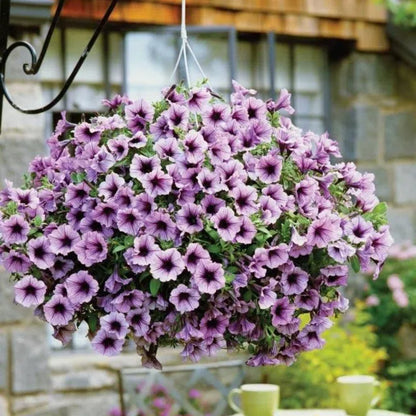 🌸Petunia Seeds