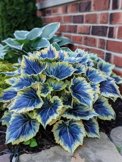 🌿Frost-Resistant Rare Color Coleus – Brighten Your Space with Unique Foliage 🌿