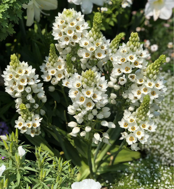 Ornithogalum 'Sonoran White'
