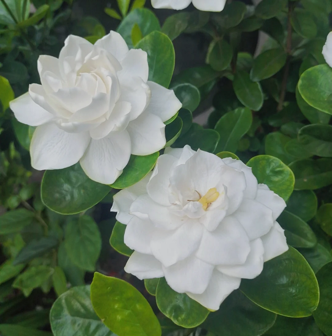 Large Gardenia Seeds