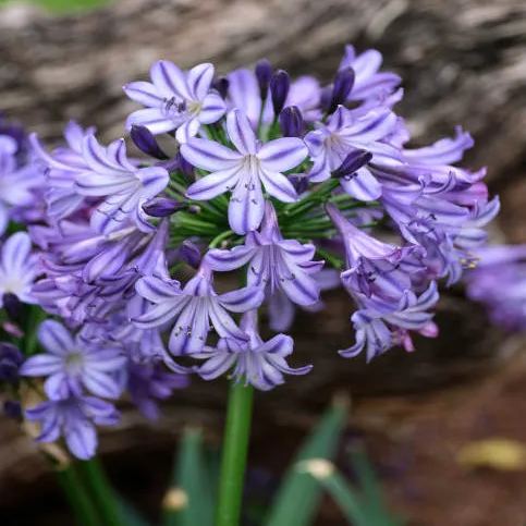 Agapanthus africanus 'Midnight Star'