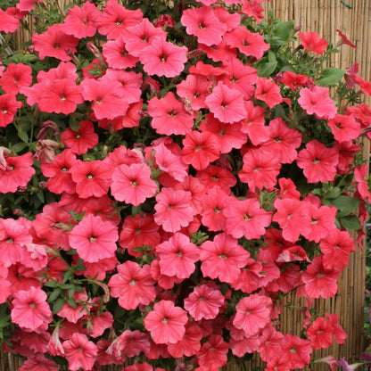 🌸Petunia Seeds