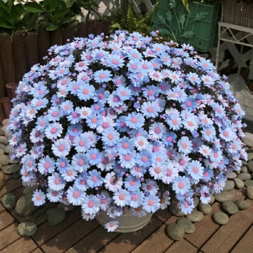 Blue Daisy Felicia Amelloides Chrysanthemum