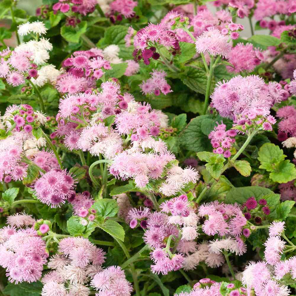 Ageratum Seeds—Heirloom Seed