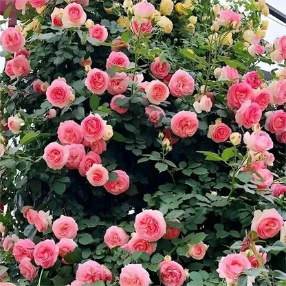 💐Beautiful Climbing Rose Seeds