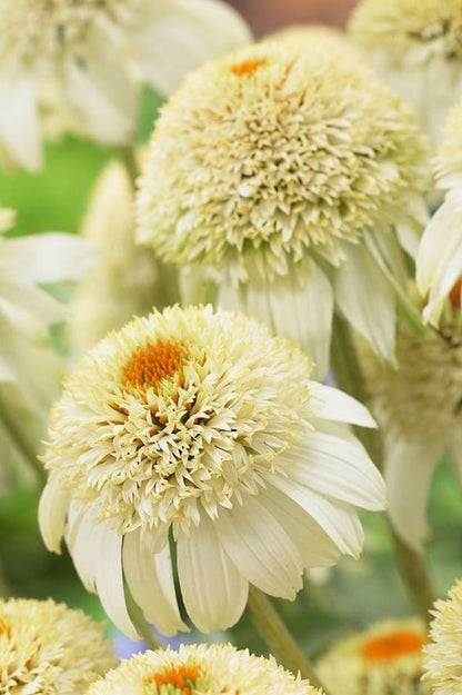 Echinacea purpurea 'Milkshake' (Coneflower)