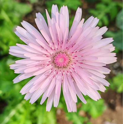 Peach-Colored Dandelion Seeds