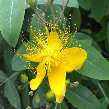 Yellow Hypericum Flowers seeds