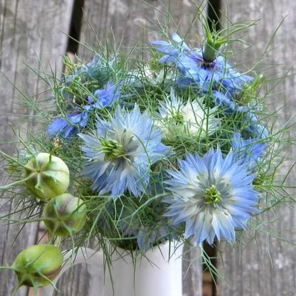 Love-In-A-Mist Seeds