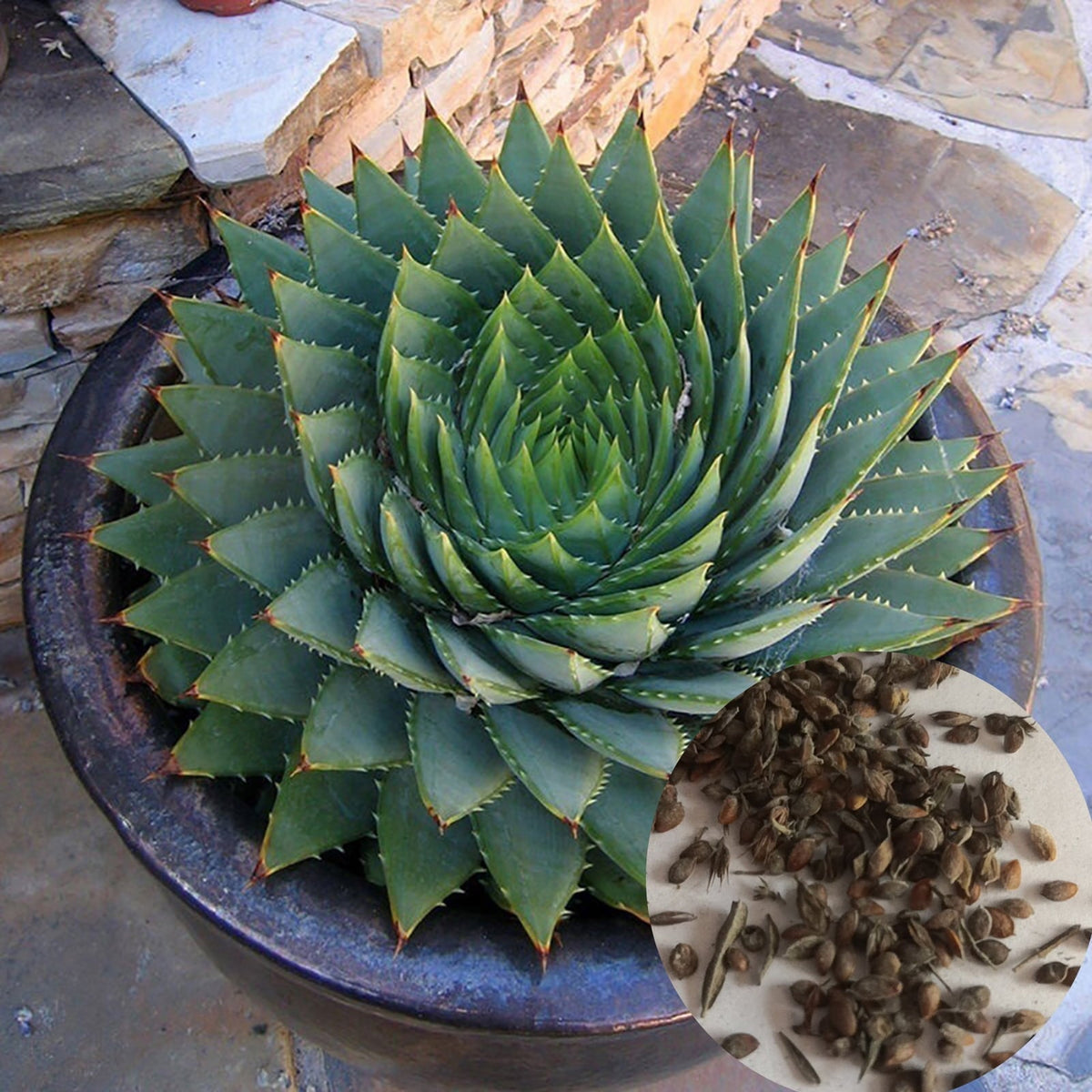 Spiral Aloe Drought Tolerant Edible