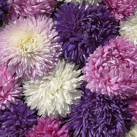 💖Double Pompon China Aster Seeds -Container & Cut Flowers