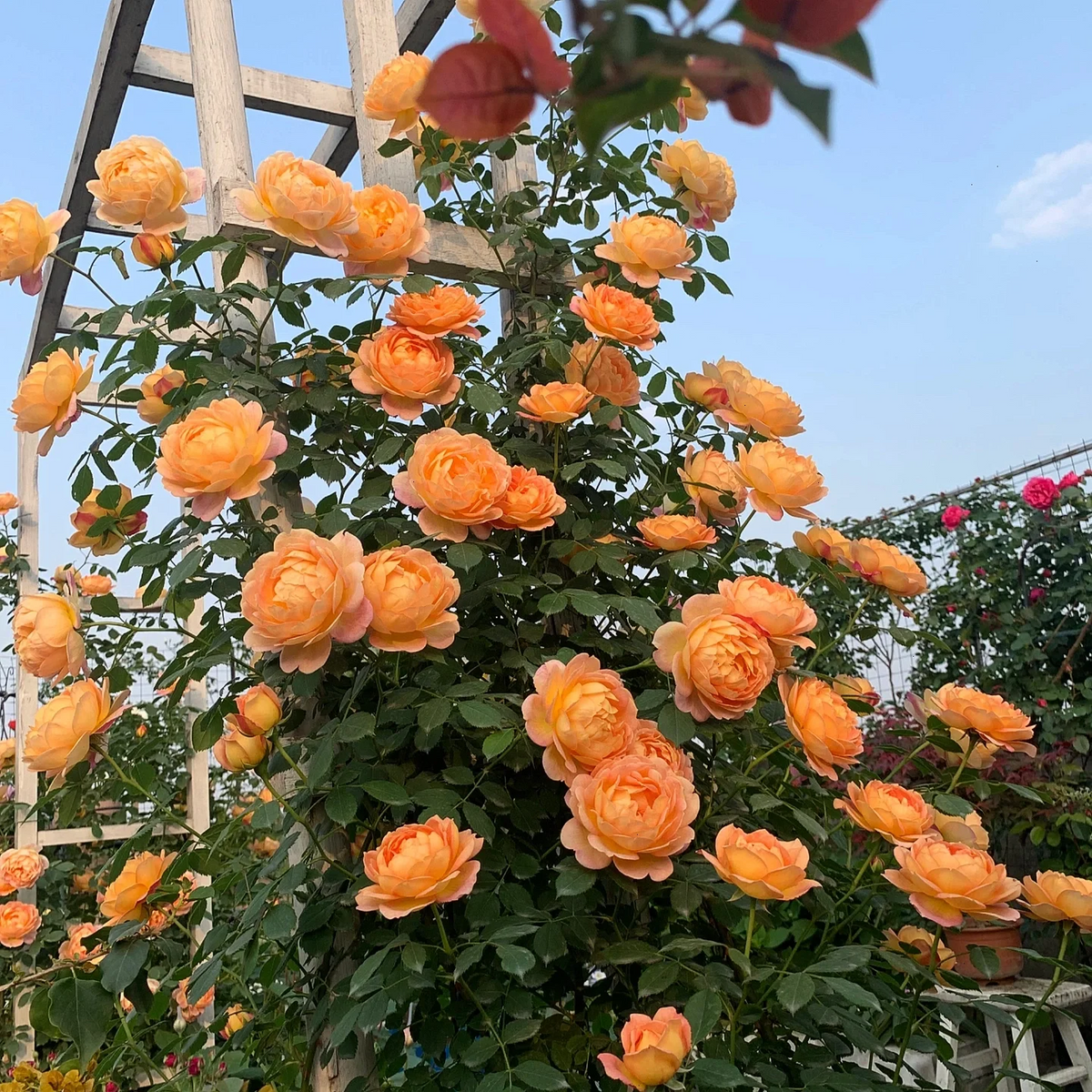 Garden Climbing Rose Flower Seeds