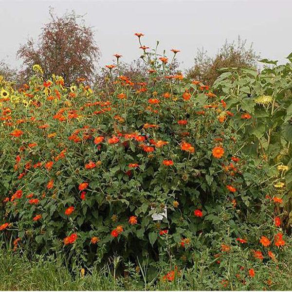 Orange Sunflower,Tithonia Speciosa Goldfinger flower Seeds