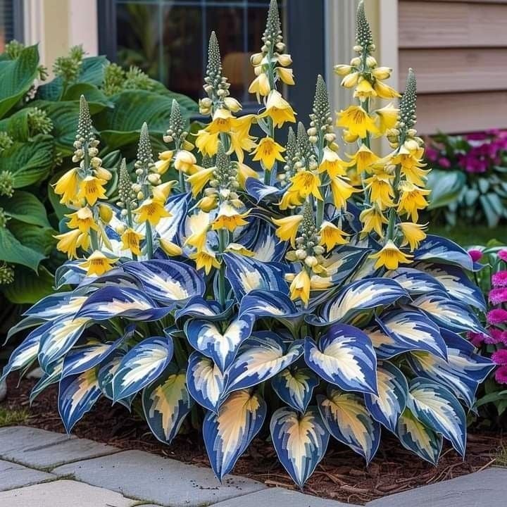 From Seed to Stunning – Hosta Magic 🌿Rare Hosta Seeds🌿