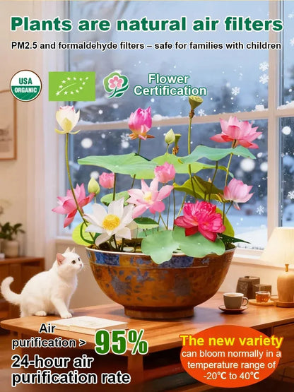 🌸LAST DAY Promotion 50% OFF🌸 Hydroponic Lotus 🌸 | Fresh, Simple & Beautiful(🌱Survival Guaranteed: Free Replacements🌿)