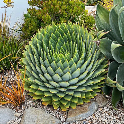 Spiral Aloe Drought Tolerant Edible