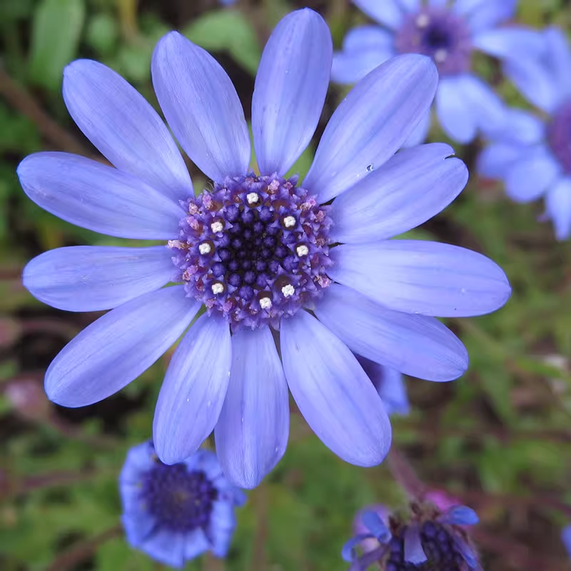 Blue Daisy Felicia Amelloides Chrysanthemum