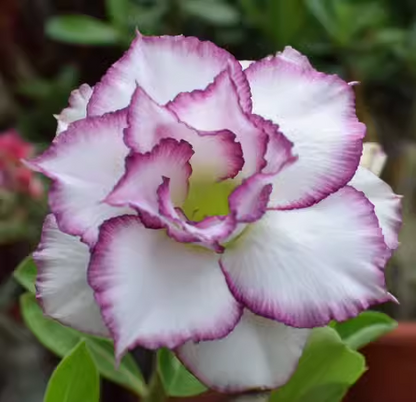 Beautiful whirlpool💞Desert Rose Seeds