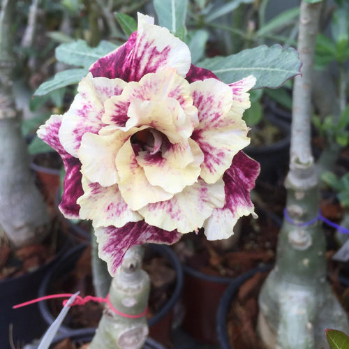 Golden Year Desert Rose