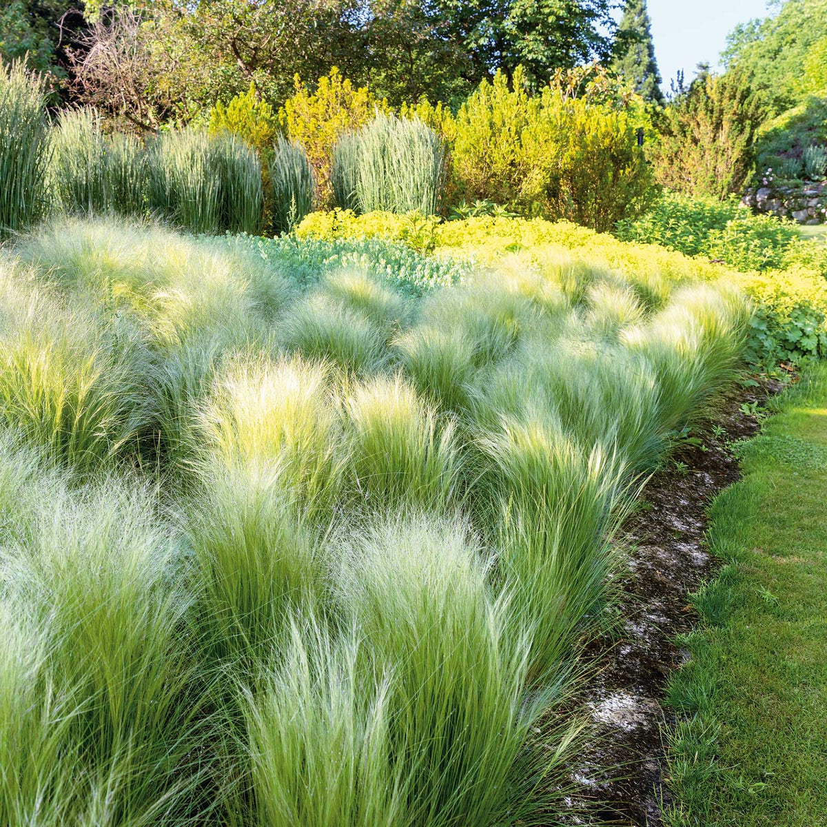 Grass Seeds - Mexican Feather Grass