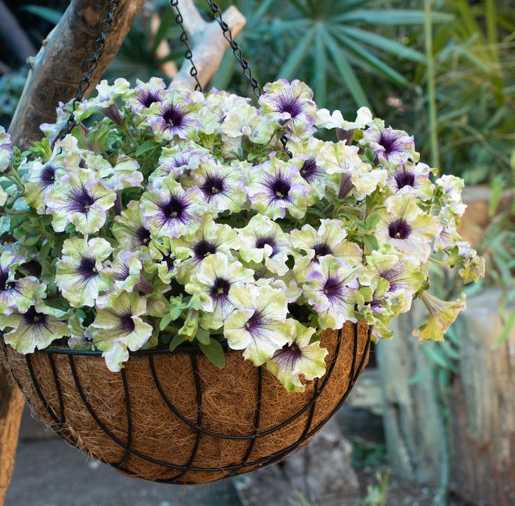 🌸Petunia Seeds