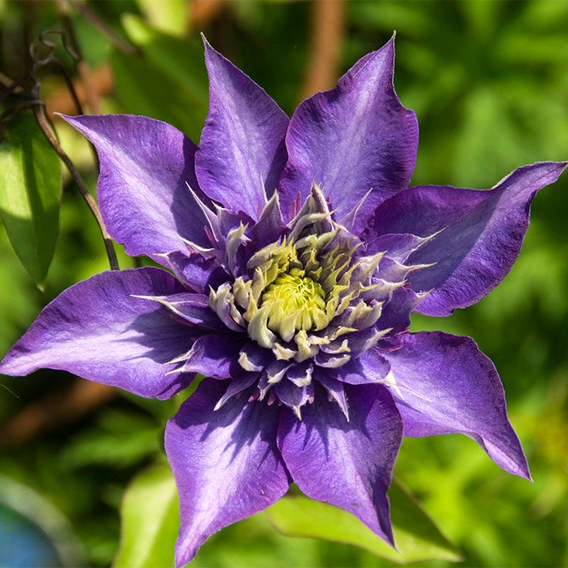 Clematis Seeds