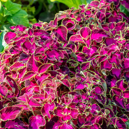 Coleus Seeds
