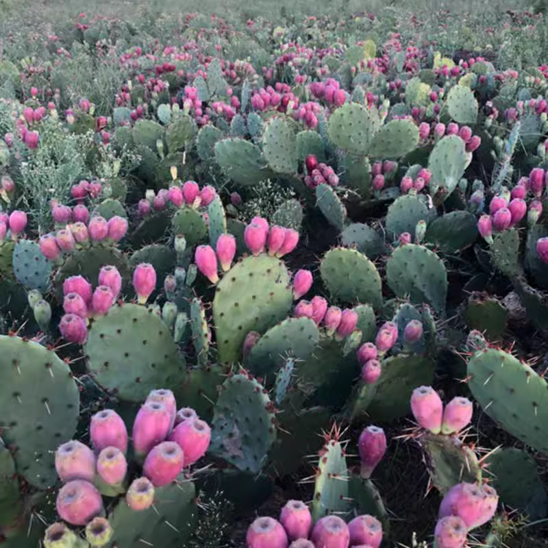 Edible Nopales Prickly Pear Cactus Seeds