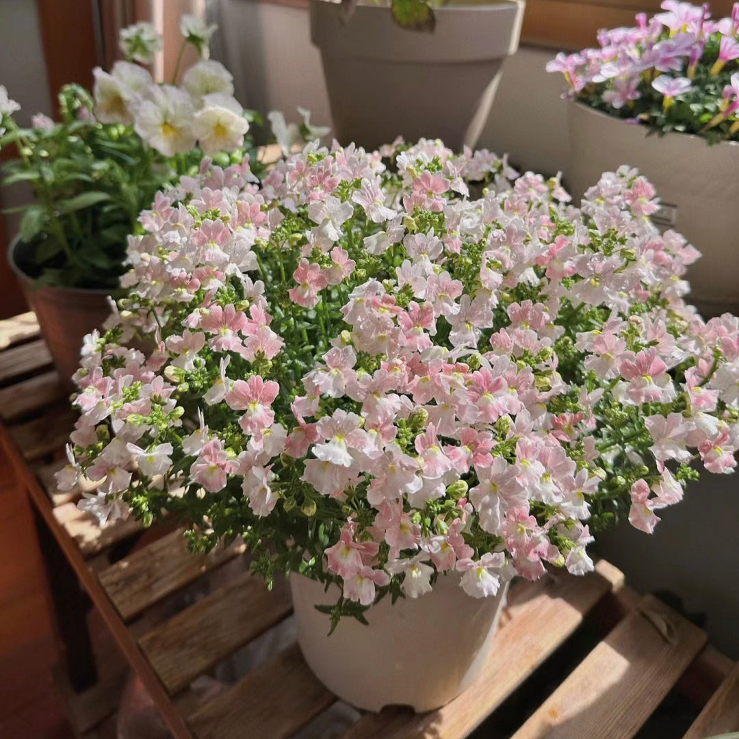 Nemesia Strumosa Benth