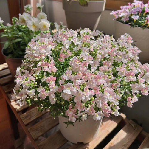 Nemesia Strumosa Benth
