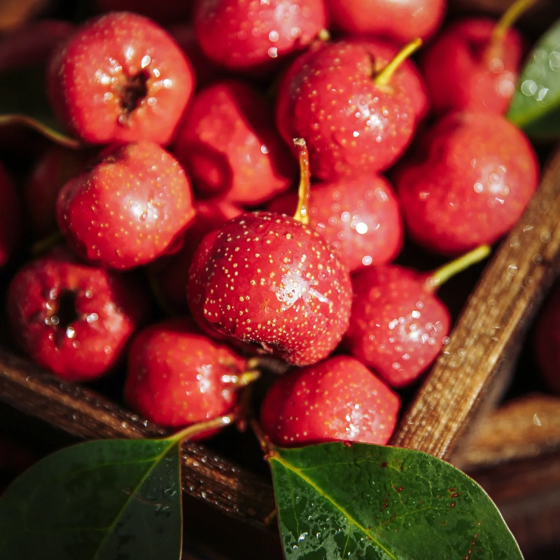 Hawthorn Seeds