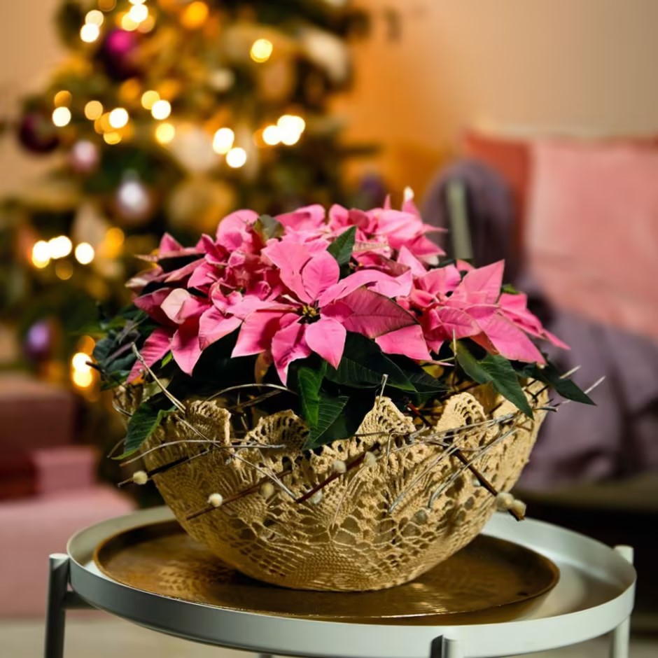 Christmas Star Flower Poinsettia Pot Seeds